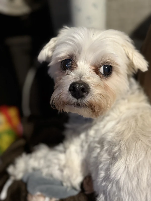 Hashi, our much-loved older boy
